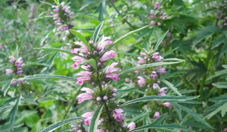 益母草是蜜源植物嗎（益母草是什么植物）
