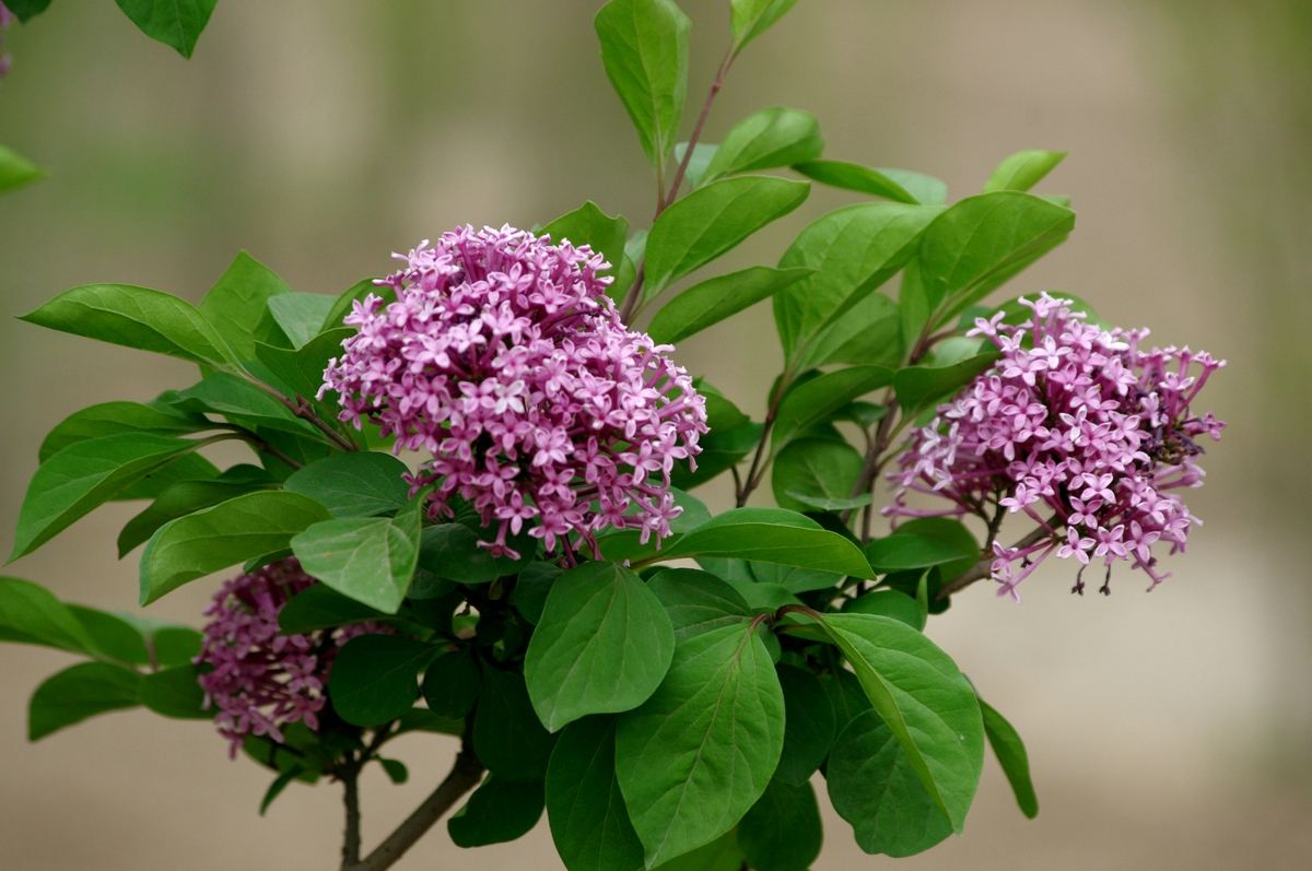 瓜類是否為蜜源植物（常年開花的蜜源植物）