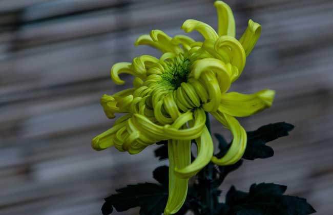 野菊花什么時候開花（野菊花什的開哈時間和泌蜜情況）