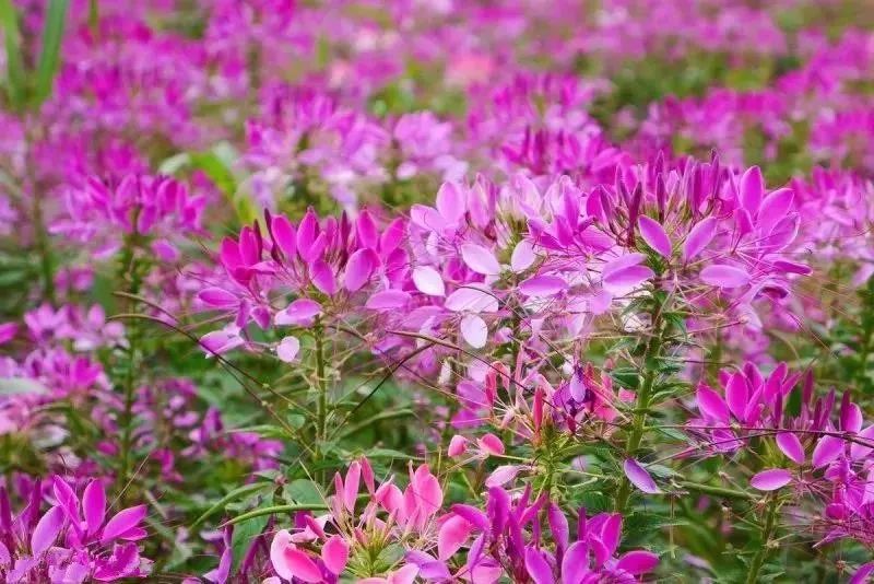 養蜂種什么花蜜源最好？(蜜源植物種植技巧)