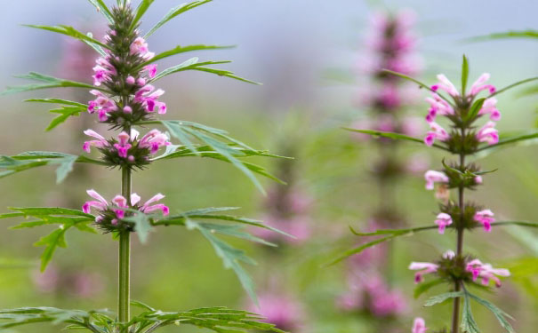 益母草什么時候開花（益母草幾月開花幾月份生長）