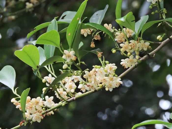 南方夏季蜜源植物有哪些？(蜜源植物花期和產地)