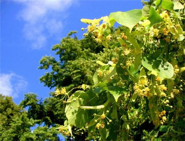 正宗椴樹蜜多少錢一斤是真的？(椴樹蜜有什么好處)