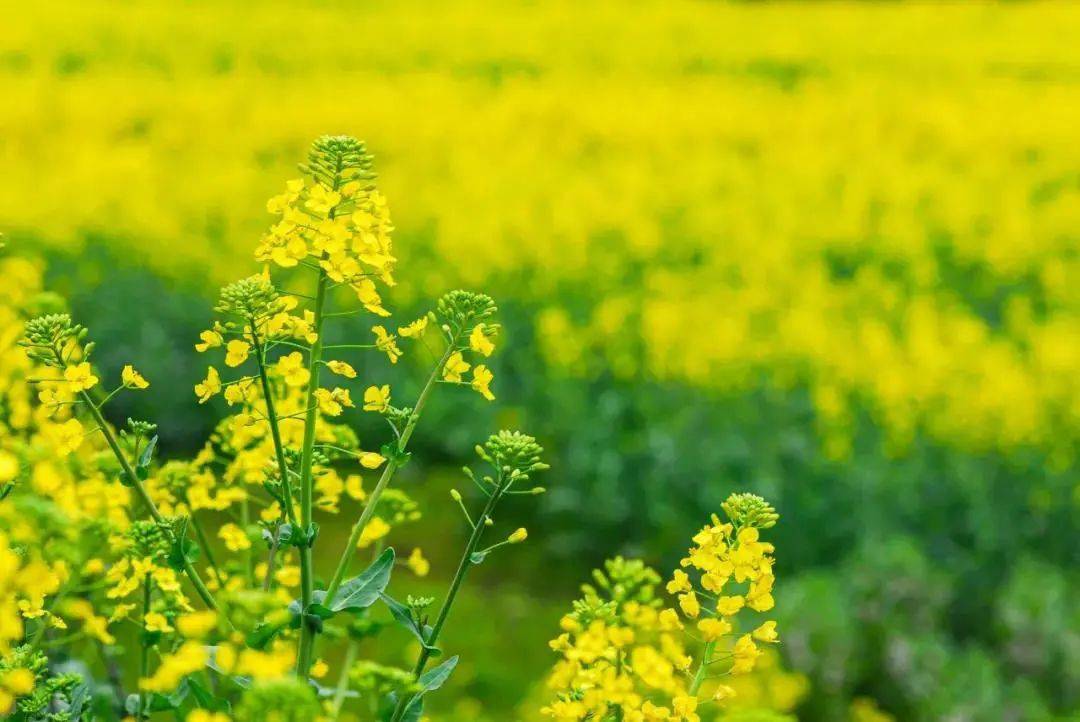 油菜花什么時候開花（油菜花的開花流蜜時間）