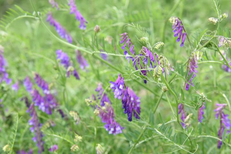 苕子花什么時候開花（苕子是什么植物）