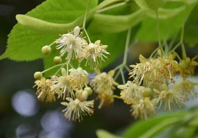 產蜜最多的蜜源植物有哪些？（高產蜜源植物介紹）