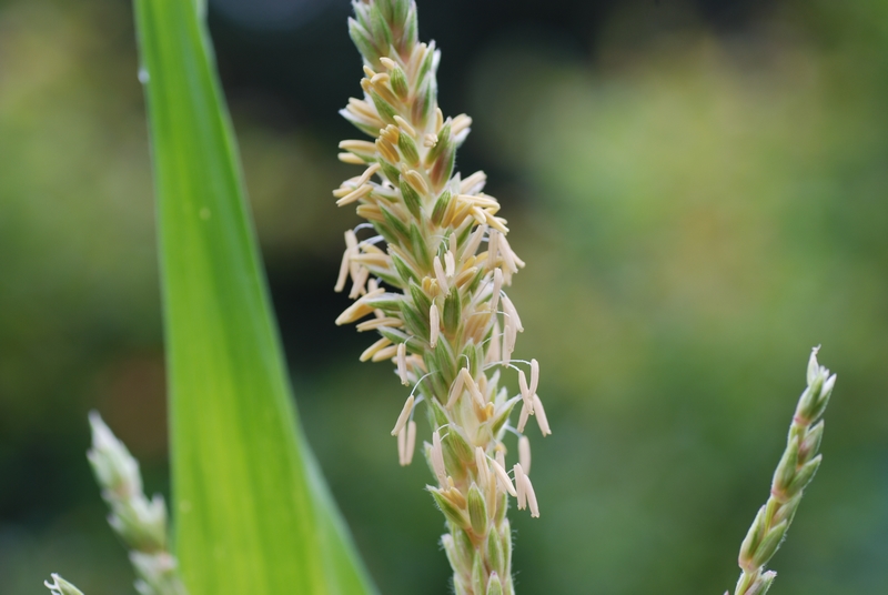 玉米是什么植物（玉米植物介紹和傳粉方式）