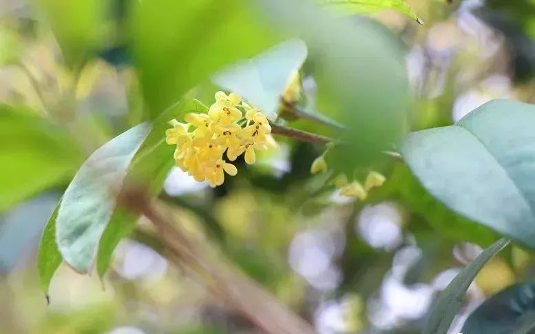 桂花樹有蜜源嗎（桂花樹蜜源植物介紹）