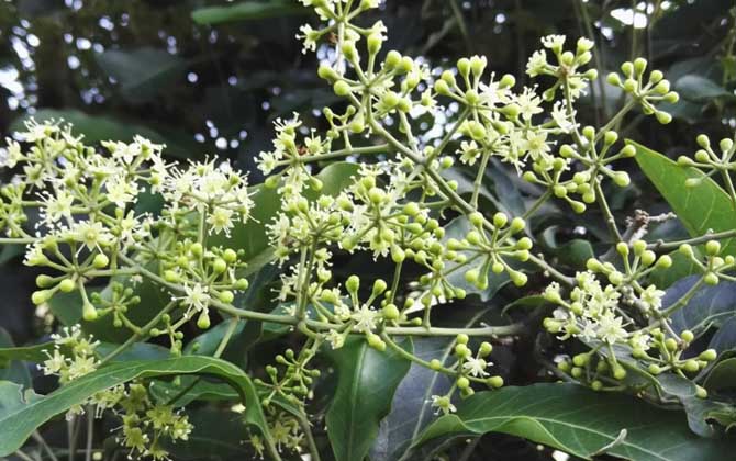 廣東鴨腳木蜜什么時候開花（鴨腳木什么時候開花）