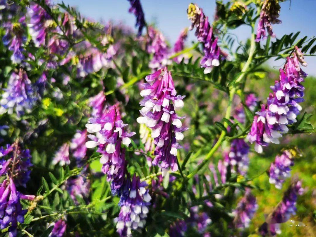 苕子花要達到什么溫度流蜜（苕子花什么時候開花）