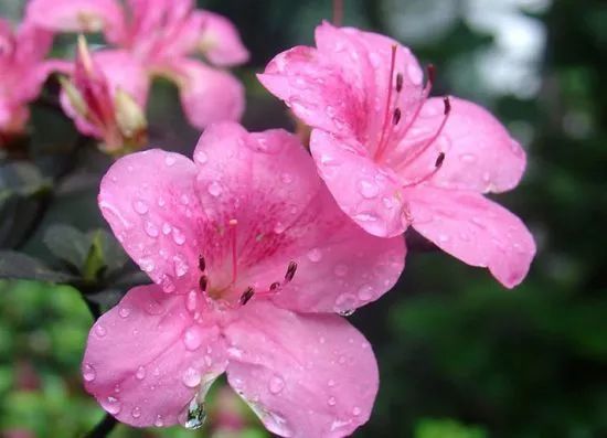  杜鵑花什么時候開花（杜鵑花的開花時間）