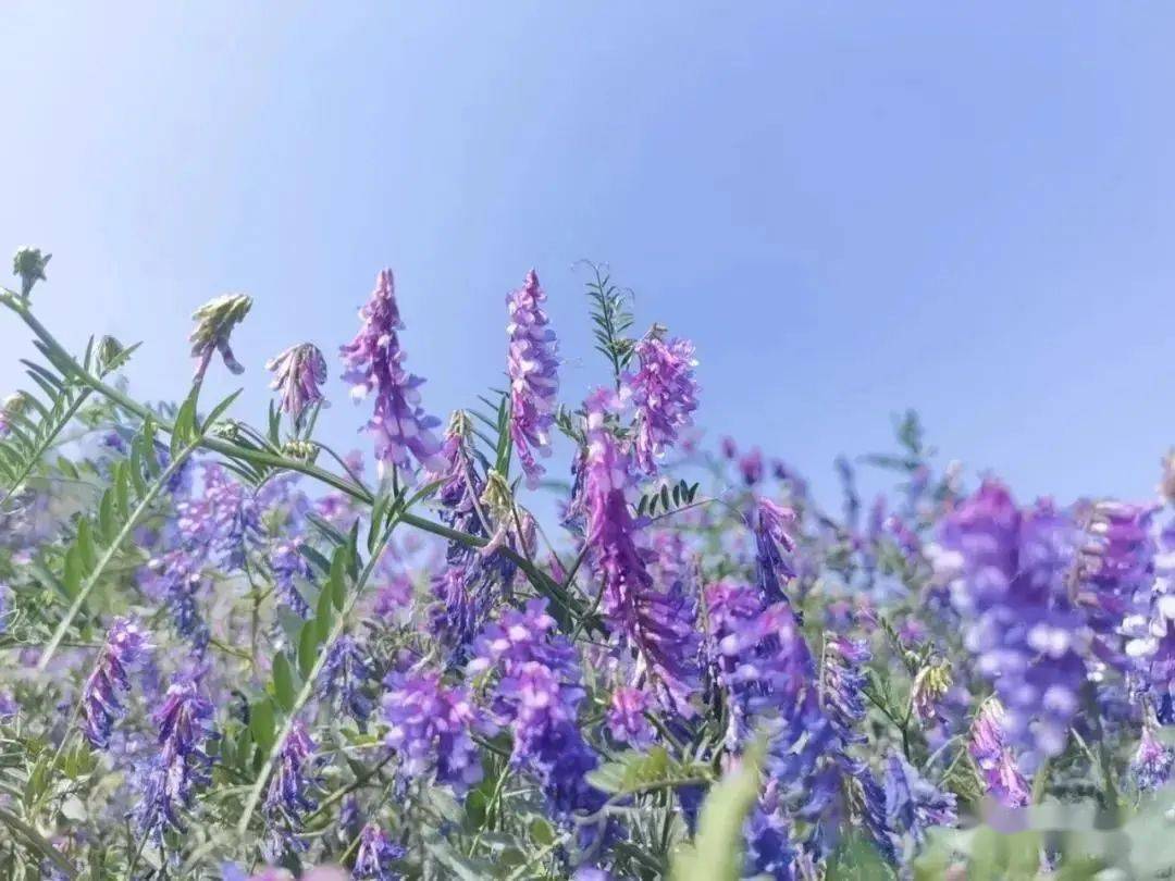 苕子花幾月產蜜（苕子花期及產蜜情況）