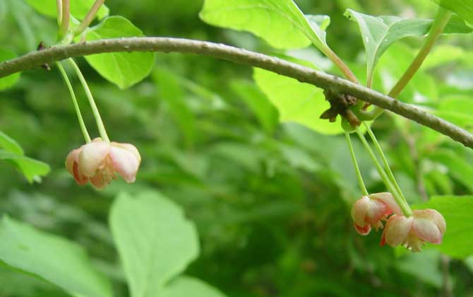 五味子什么時候開花有蜜嗎（五味子什么時候開花）