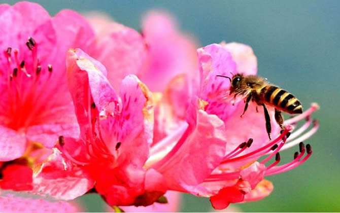 蜜蜂養殖利潤如何？