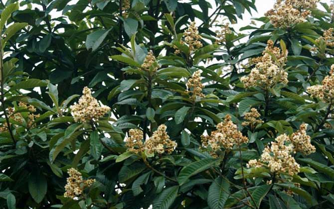 枇杷樹分泌蜜嗎（枇杷有蜜嗎）