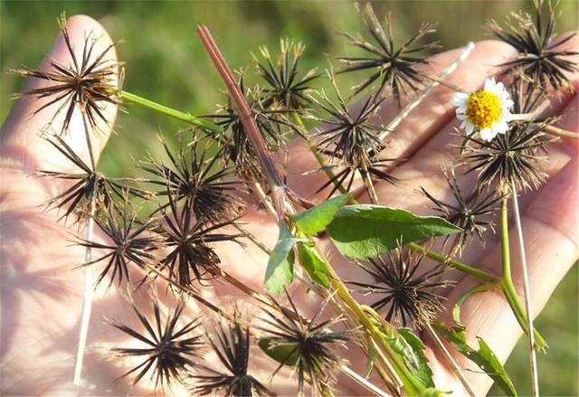 鬼針草是蜜源植物嗎？(鬼針草有果實嗎)