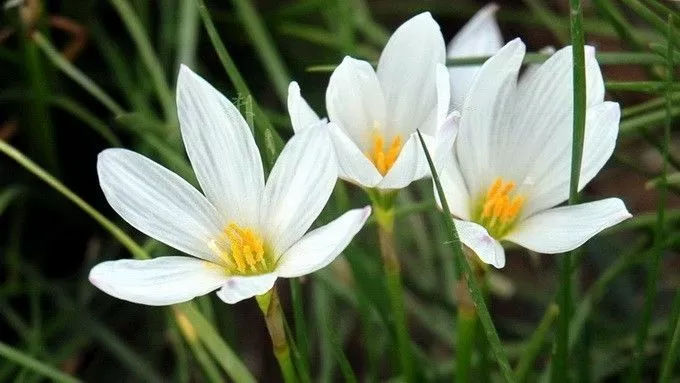 白花蔥蘭是什么品種（白花蔥蘭的生長特性）