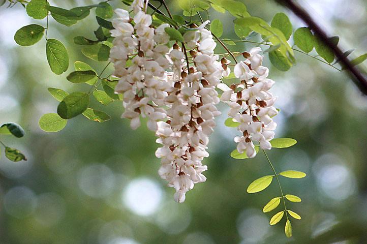 中國四大蜜源植物指的是哪四種？(附帶四種蜜源植物介紹)