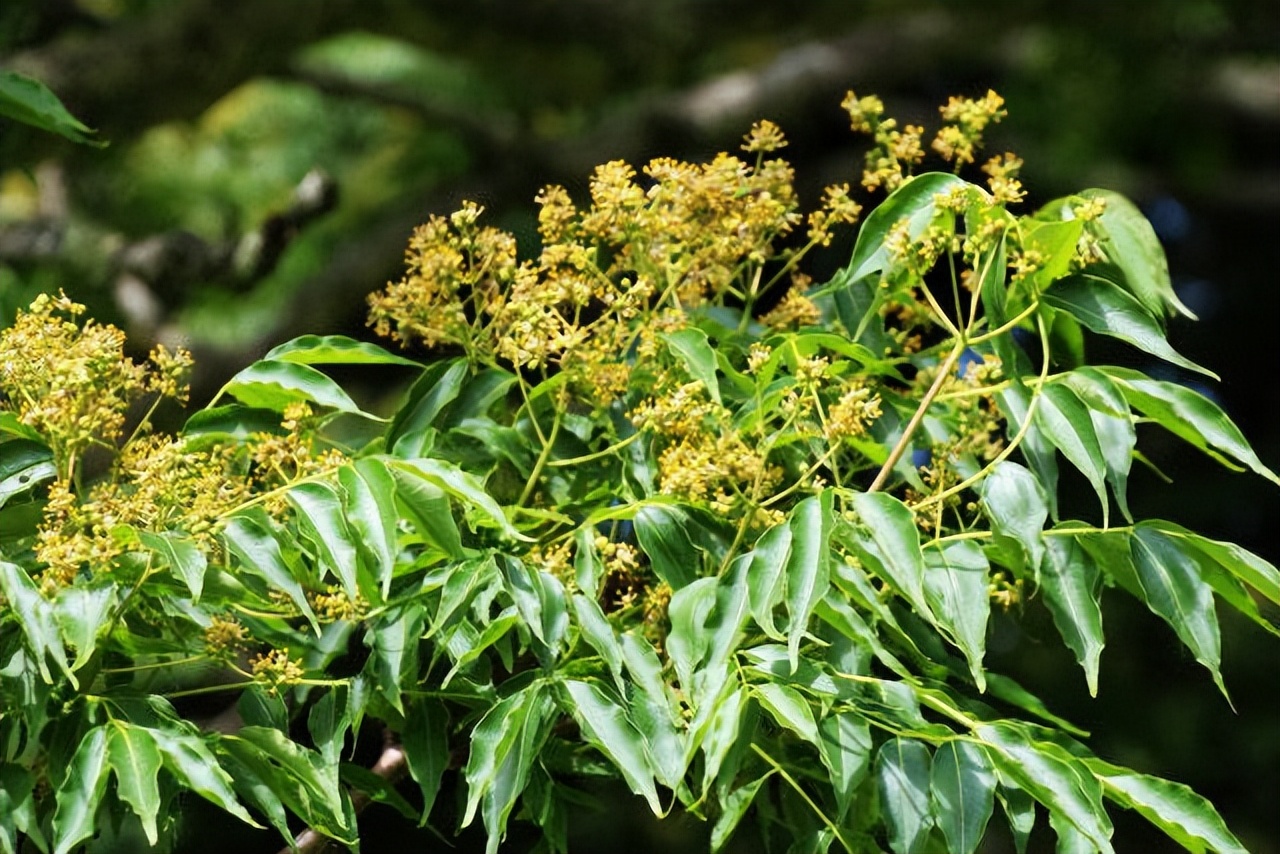 蜜源植物黃柏樹簡介（黃柏樹的流蜜情況）