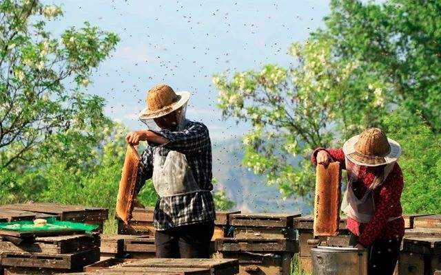【蜂蜜價(jià)格】土蜂蜜價(jià)格大概多少錢一斤？