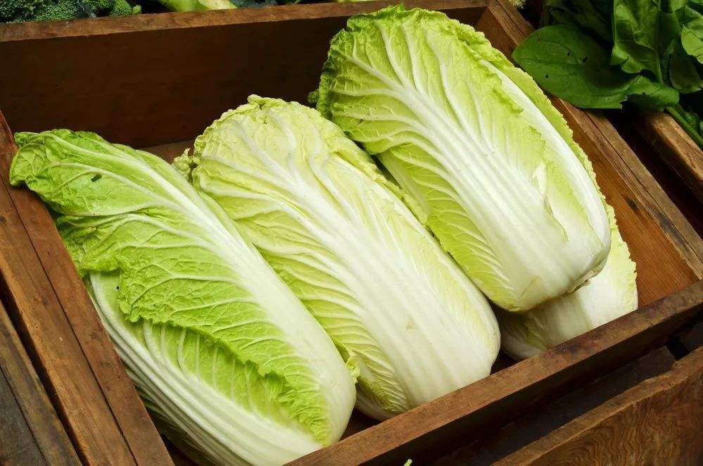 白菜產地主要在哪個?。ò撞水a地分布情況）