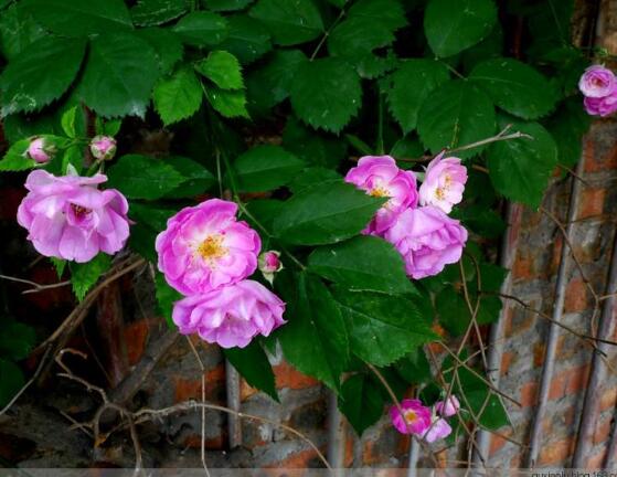 薔薇幾月開花（薔薇開花時(shí)間）