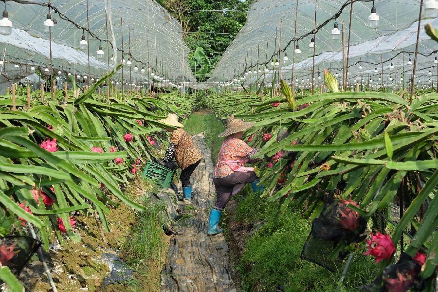 火龍果是熱帶水果嗎（火龍果高產栽培技術）